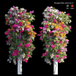 Bougainvillea plant set 21