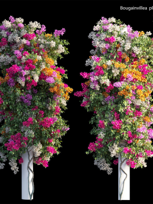 Bougainvillea plant set 21
