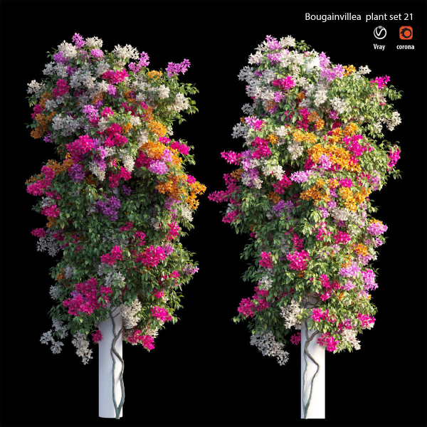 Bougainvillea plant set 21