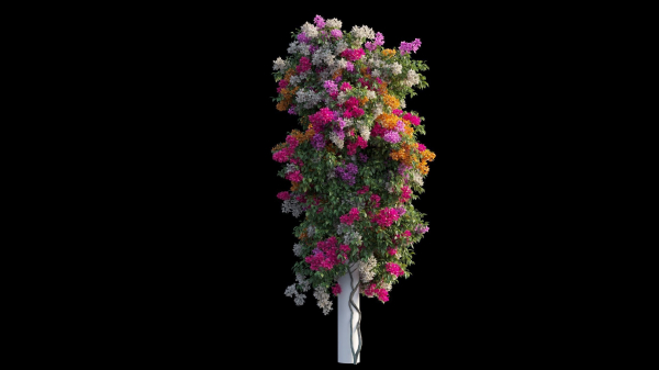 Bougainvillea plant set 21