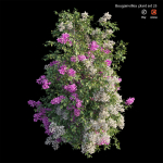 Bougainvillea plant set 25