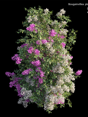 bougainvillea-plant-set-25-3d-model-max-obj-fbx-c4d-ma-blend