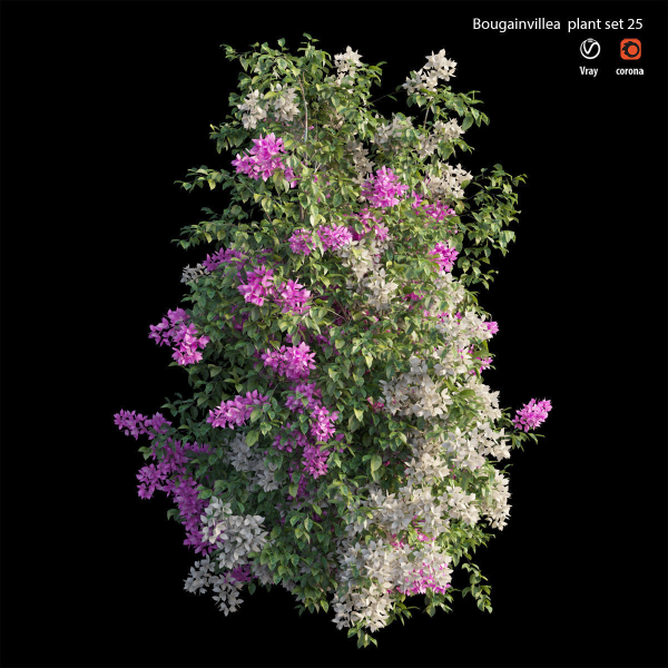Bougainvillea plant set 25