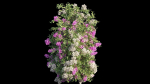Bougainvillea plant set 25