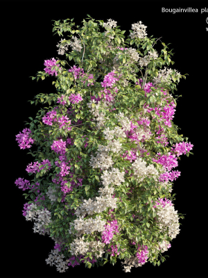 Bougainvillea plant set 25