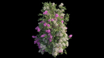 Bougainvillea plant set 25
