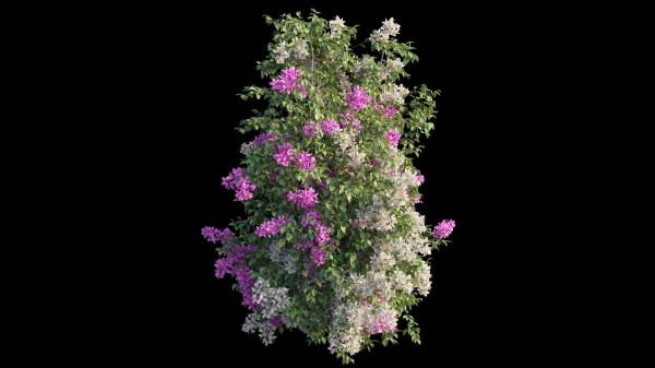 Bougainvillea plant set 25