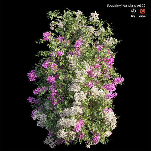 Bougainvillea plant set 25