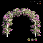 Bougainvillea plant set 29