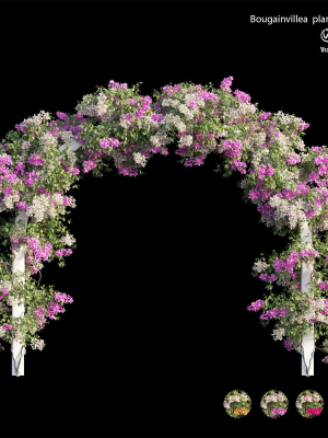 bougainvillea-plant-set-29-3d-model-max-obj-fbx-c4d-ma-blend