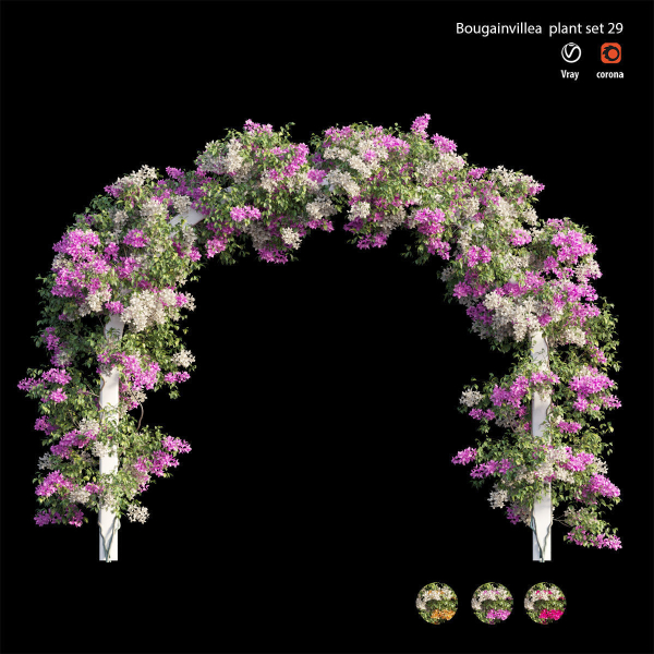 Bougainvillea plant set 29