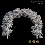 Bougainvillea plant set 29