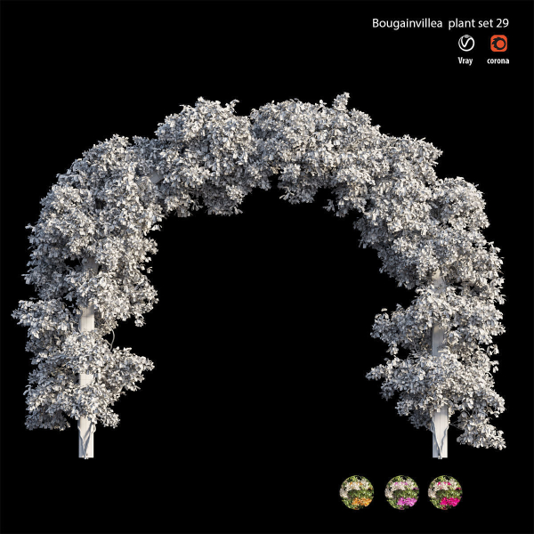 Bougainvillea plant set 29