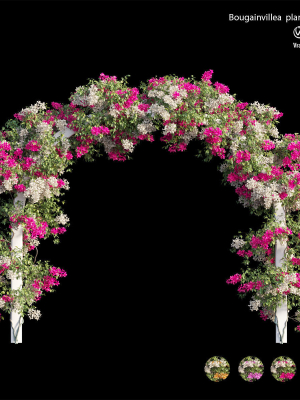 Bougainvillea plant set 29