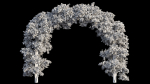 Bougainvillea plant set 29