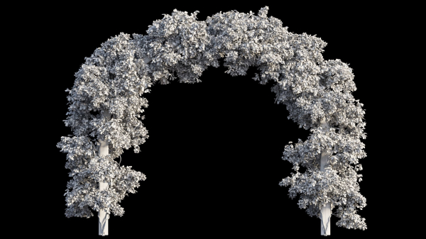 Bougainvillea plant set 29
