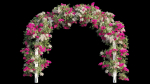 Bougainvillea plant set 29