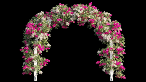 Bougainvillea plant set 29