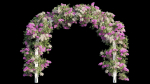 Bougainvillea plant set 29