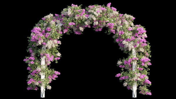 Bougainvillea plant set 29