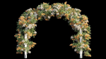 Bougainvillea plant set 29