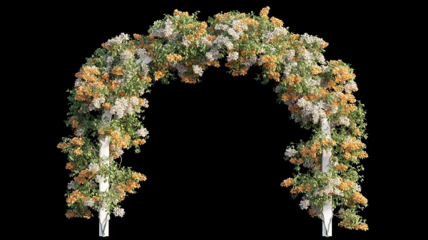 Bougainvillea plant set 29