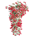 Bougainvillea  plant set 52