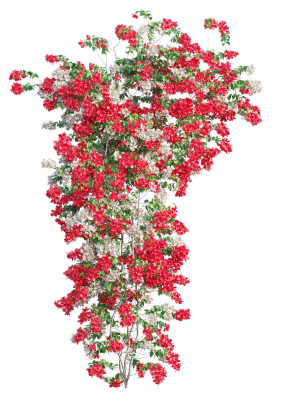 Bougainvillea  plant set 52
