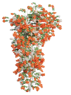bougainvillea-plant-set-52-3d-model-23ae5f3e3f