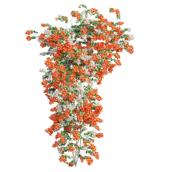 Bougainvillea  plant set 52