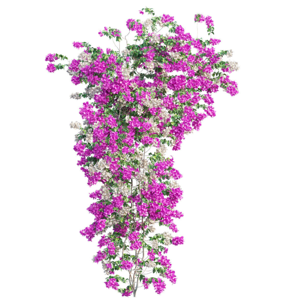 Bougainvillea  plant set 52