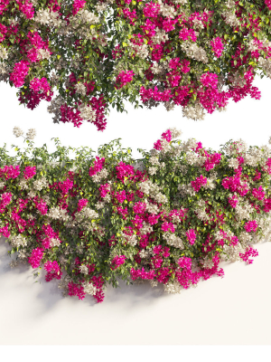 Bougainvillea plant set 61