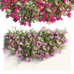 Bougainvillea plant set 61