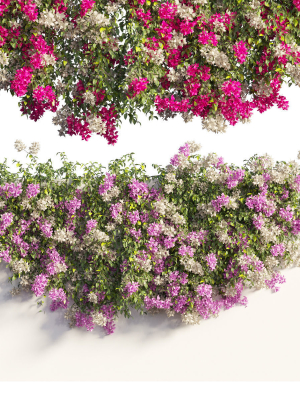 bougainvillea-plant-set-61-3d-model-64c44f3616