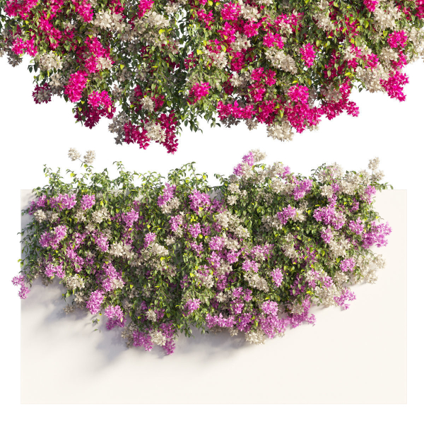 Bougainvillea plant set 61