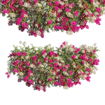 Bougainvillea plant set 61