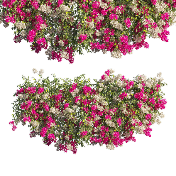Bougainvillea plant set 61