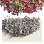 Bougainvillea plant set 61