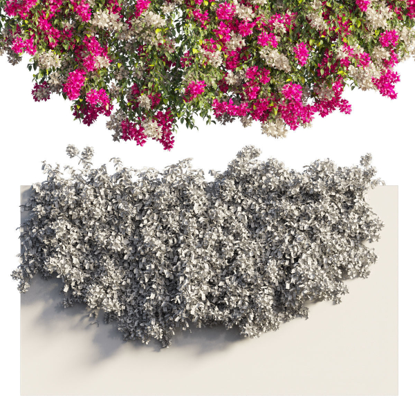 Bougainvillea plant set 61