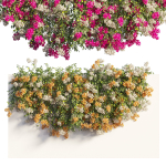 Bougainvillea plant set 61