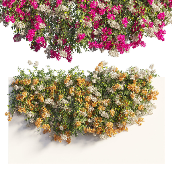 Bougainvillea plant set 61