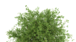 Bouquet - Green plant 01