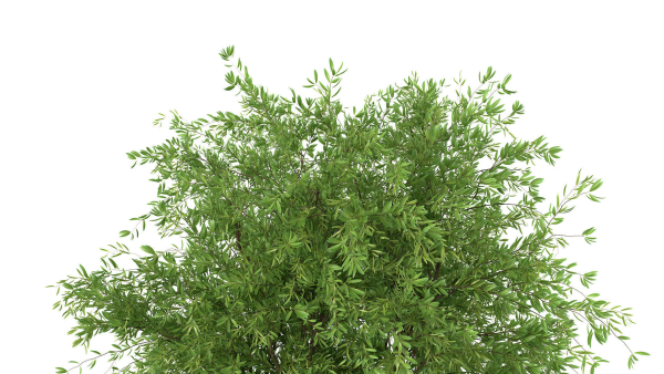 Bouquet - Green plant 01