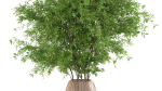 Bouquet - Green plant 01