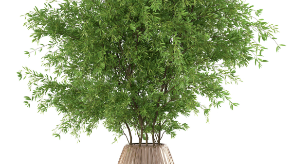 Bouquet - Green plant 01