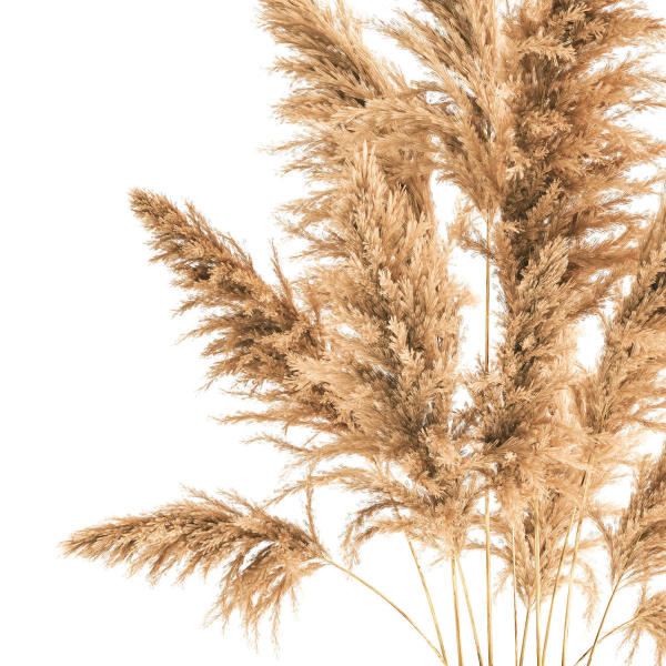 Bouquet of dried reeds in a Vase 121