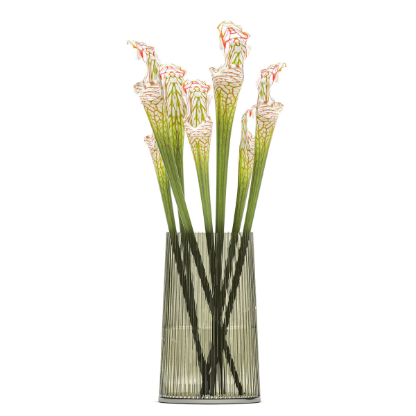 Bouquet of Sarracenia flowers in a vase 180