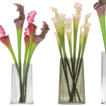 Bouquet of Sarracenia flowers in a vase 180