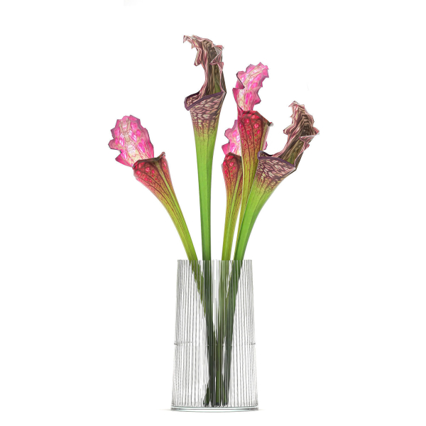 Bouquet of Sarracenia flowers in a vase 180
