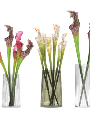 Bouquet of Sarracenia flowers in a vase 180